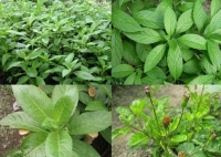 Địa Chỉ Bán Cây Kim Thất  Tai