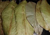 Lá Mãng Cầu Xiêm Chữa Ung Bướu