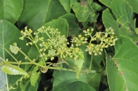 Công Dụng Cây Chìa Vôi