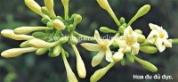 Bông Đu Đủ Đực Chữa Sỏi Thận
