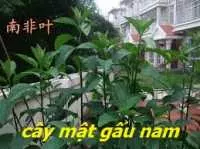 Bán Cây Mật Gấu