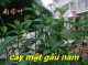 Bán Cây Mật Gấu Nam Quận 1