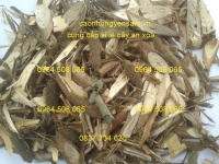 Chữa ung thư từ cây an xoa