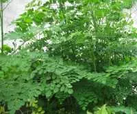 Địa chỉ bán cây chùm ngây tại long an