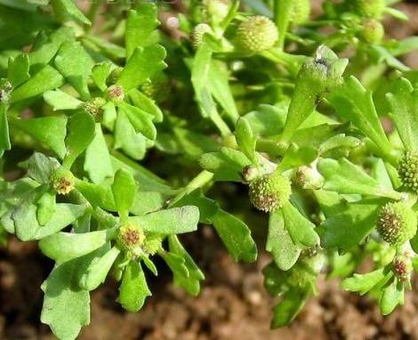 Cây cọc mẳn Cây cọc mẳn