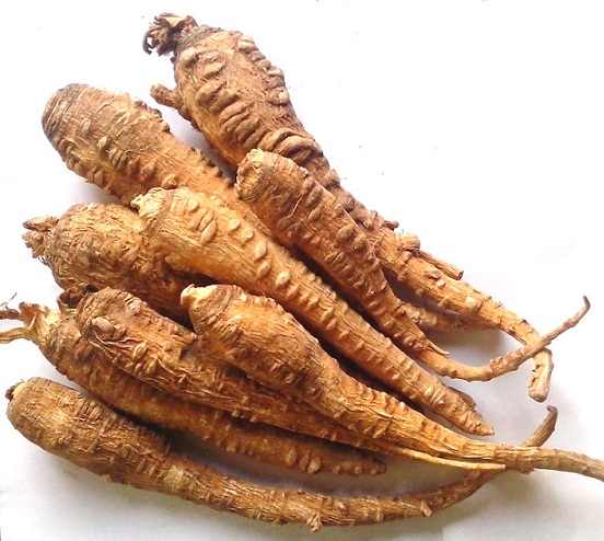 Bạch Chỉ Bạch Chỉ